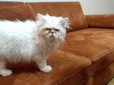 Acillllll Sahiplendirilecek Dişi Exotic Longhair Yavrumuz