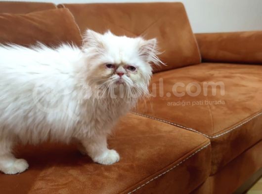 Acillllll Sahiplendirilecek Dişi Exotic Longhair Yavrumuz görsel