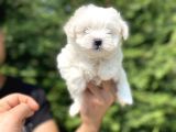 Orji̇nal Maltese Terri̇er Bebekleri̇mi̇z