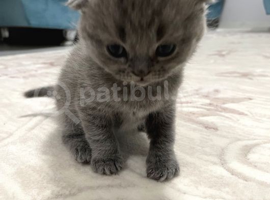 2 Aylık Anne Ve Babası Tam Cins görsel
