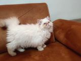Acillllll Sahiplendirilecek Dişi Exotic Longhair Yavrumuz