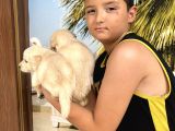 Vecihiden Baby Face Golden