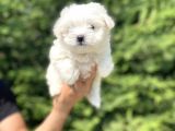 Orji̇nal Maltese Terri̇er Bebekleri̇mi̇z