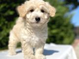 Di̇zayn Irk Orji̇nal Malti̇poo Bebekler