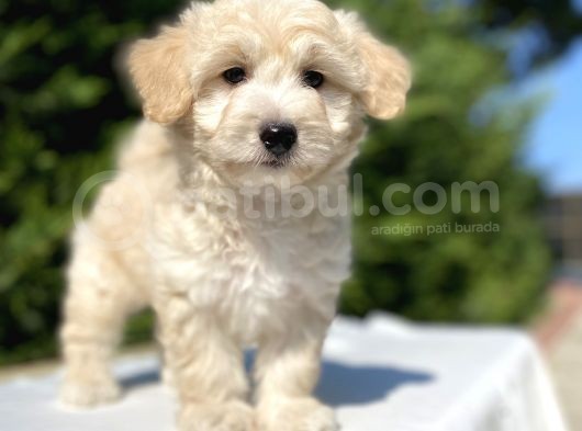 Di̇zayn Irk Orji̇nal Malti̇poo Bebekler görsel
