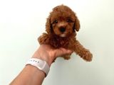 Orjinal Toy Poodle Redbrown