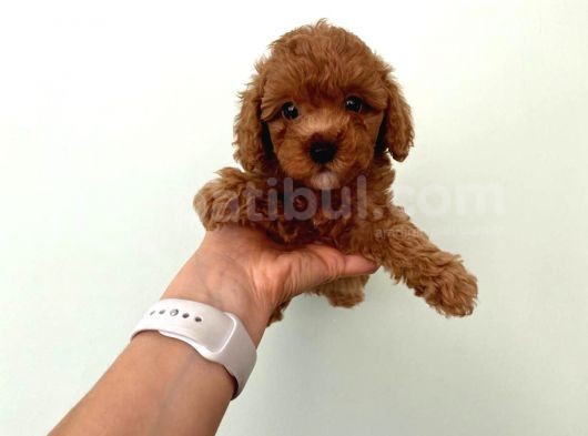 Orjinal Toy Poodle Redbrown görsel