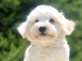 Özel Malti̇poo Bebekleri̇mi̇z