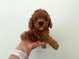 Orjinal Toy Poodle RedBrown