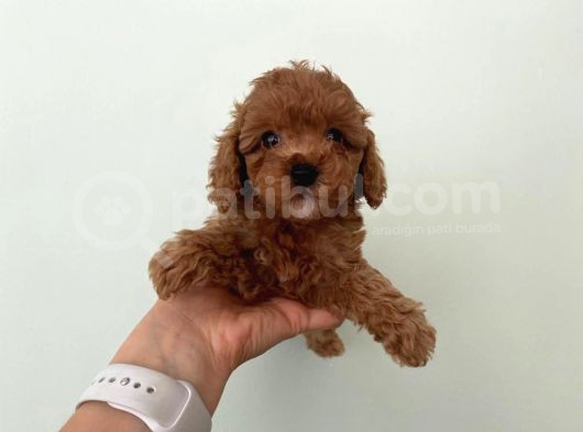 Orjinal Toy Poodle Redbrown