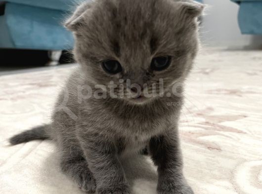 2 Aylık Anne Ve Babası Tam Cins görsel