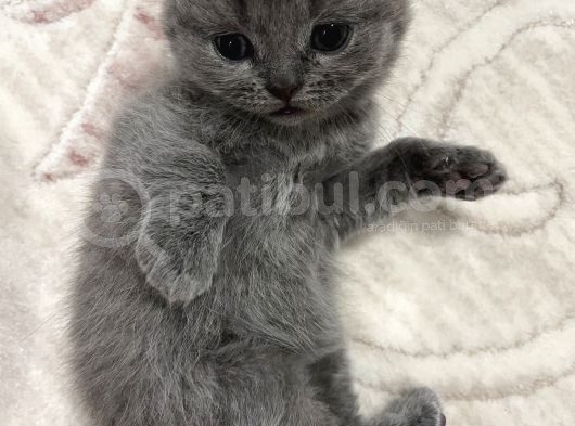 2 Aylık Anne Ve Babası Tam Cins