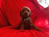 Orji̇nal Toy Poodle Yavrular