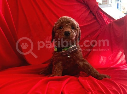 Orji̇nal Toy Poodle Yavrular görsel