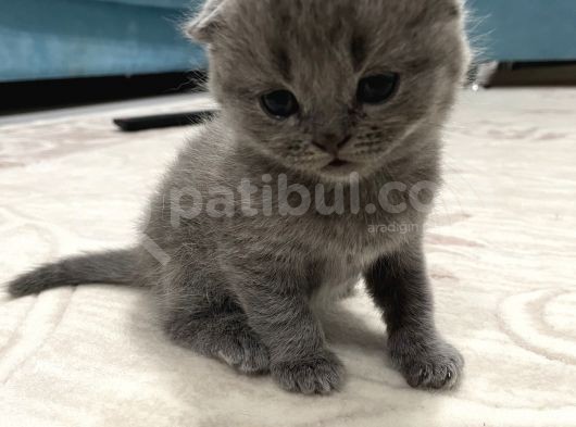 2 Aylık Anne Ve Babası Tam Cins görsel