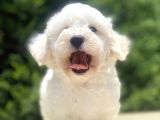 Özel Malti̇poo Bebekleri̇mi̇z