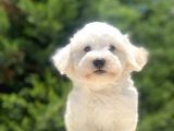 Özel Malti̇poo Bebekleri̇mi̇z
