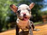 Merle Özel Renk French Bulldog Bebeği̇mi̇z