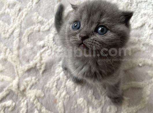 2 Aylık Anne Ve Babası Tam Cins görsel