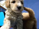 Afacan Malti̇poo Yavrular Hazir