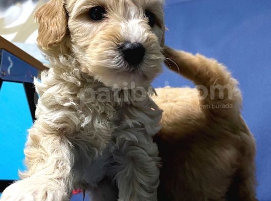 Afacan Malti̇poo Yavrular Hazir görsel