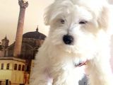 Maltesse Terri̇er