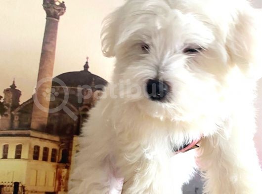 Maltesse Terri̇er görsel