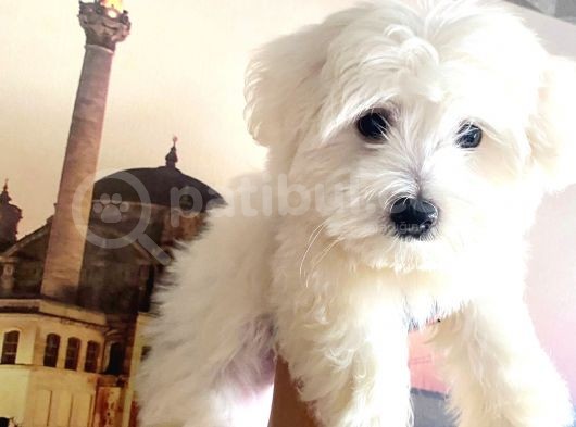 Maltesse Terri̇er