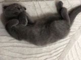 2 Aylık Bebeğimize Yuva Arıyoruz
