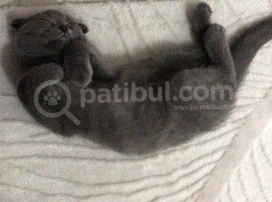 2 Aylık Bebeğimize Yuva Arıyoruz görsel