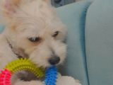 Maltipoo 10 Aylik