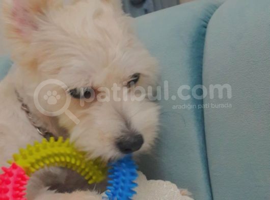 Maltipoo 10 Aylik