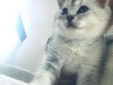 Efsane Sevecen Ve Tatlı British shorthair 