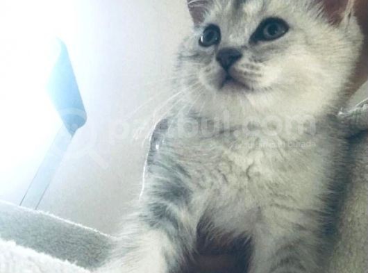 Efsane Sevecen Ve Tatlı British Shorthair 