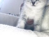 Efsane Sevecen Ve Tatlı British Shorthair 
