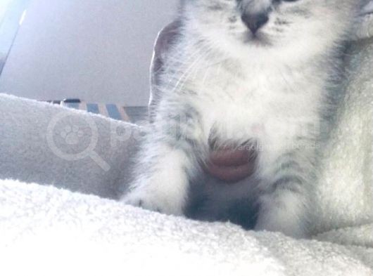 Efsane Sevecen Ve Tatlı British Shorthair  görsel