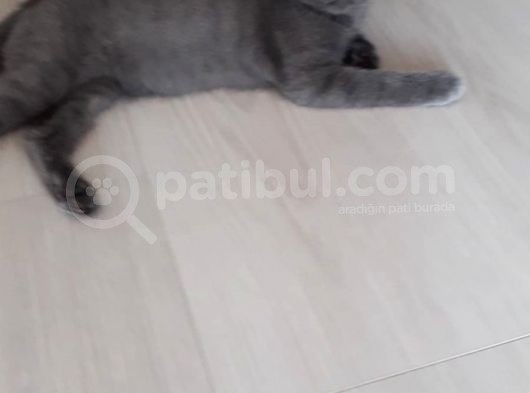 2 Aylık Bebeğimize Yuva Arıyoruz görsel