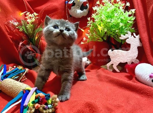 Show Kalite British Yavrumuz görsel