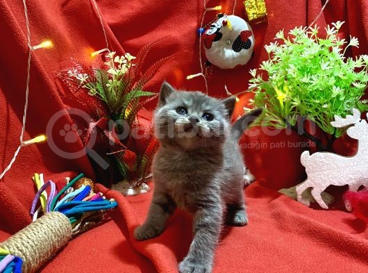 Show Kalite British Yavrumuz görsel