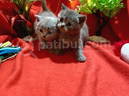 Show Kalite British Yavrumuz görsel
