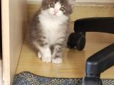 Yavru Kedi