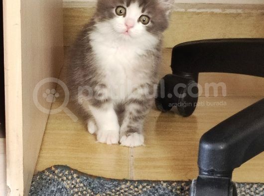 Yavru Kedi