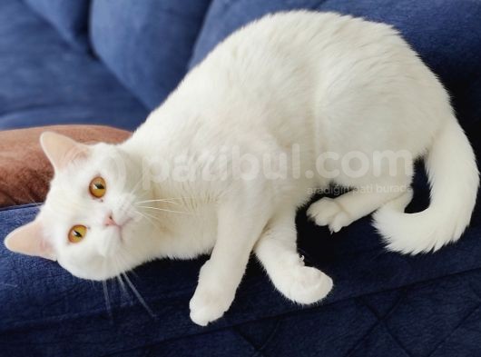 Pamuk görsel