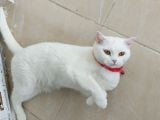 Pamuk