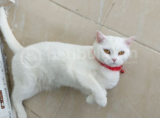 Pamuk