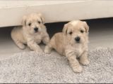 Malti̇po Ci̇nsi̇