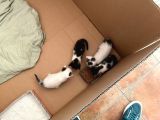 3 Adet Teki̇r Kedi̇ler Kartepe