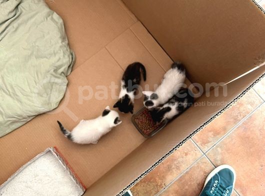 3 Adet Teki̇r Kedi̇ler Kartepe görsel