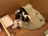 3 Adet Teki̇r Kedi̇ler Kartepe