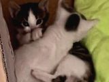 3 Adet Teki̇r Kedi̇ler Kartepe
